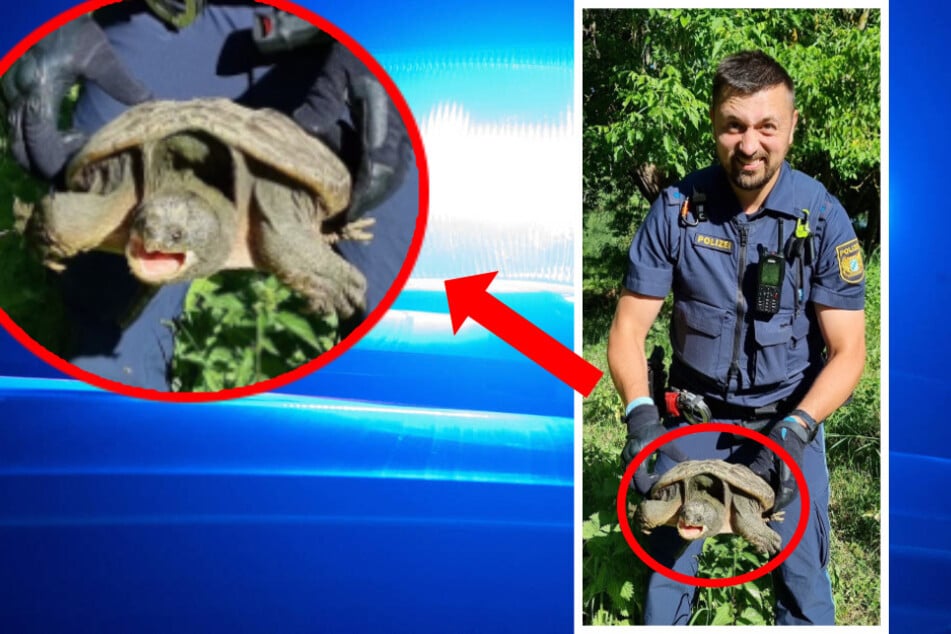 Jetzt muss die wehrhafte Schildkröte in eine spezialisierte Auffangstation in München gebracht werden.