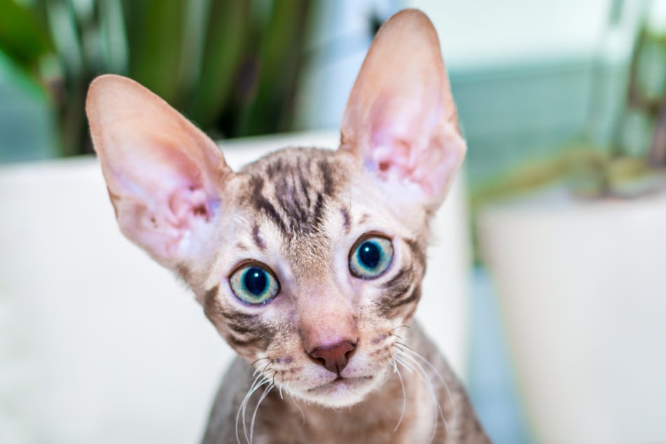 Im Verhältnis zu dem keilförmigen Schädel wirken die Ohren der Cornish Rex besonders groß.