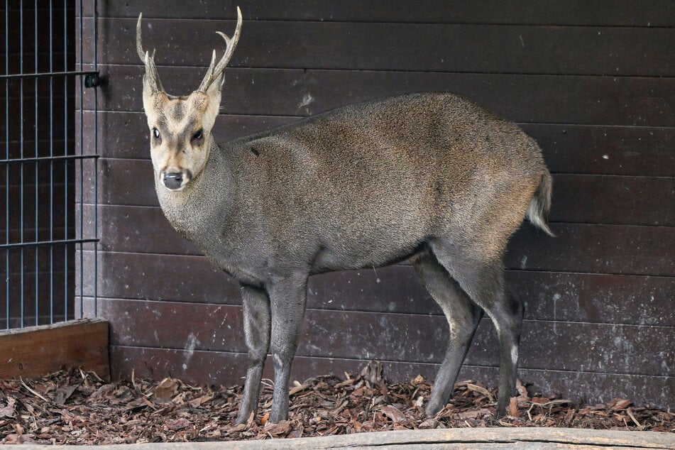 Das ist Thanos im Dresdner Zoo.