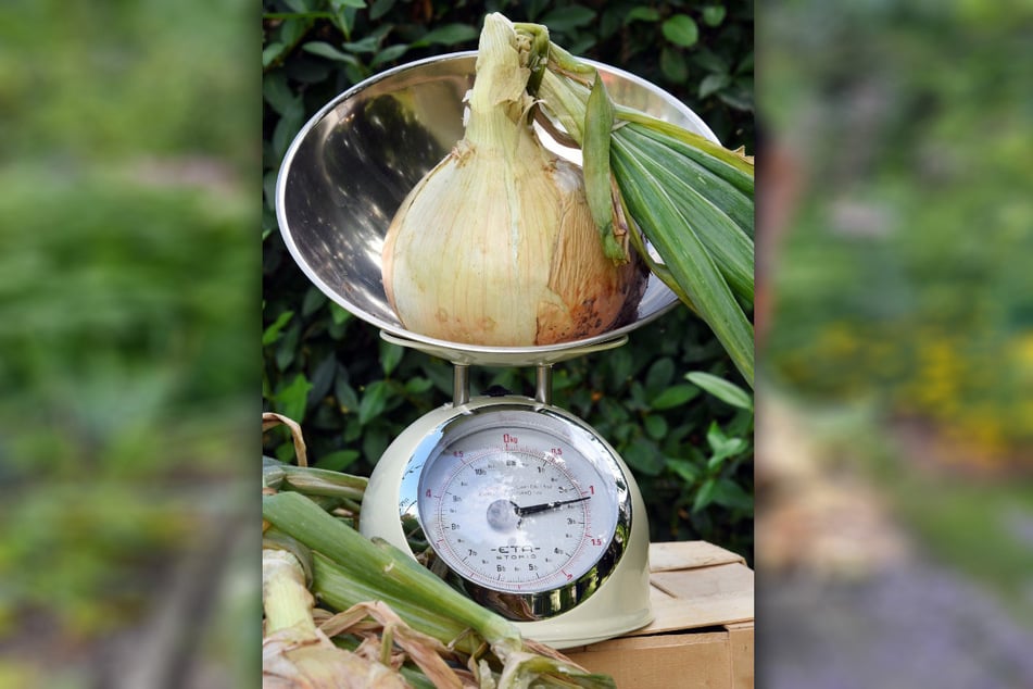 Die dickste Zwiebel bringt 1101 Gramm auf die Waage.