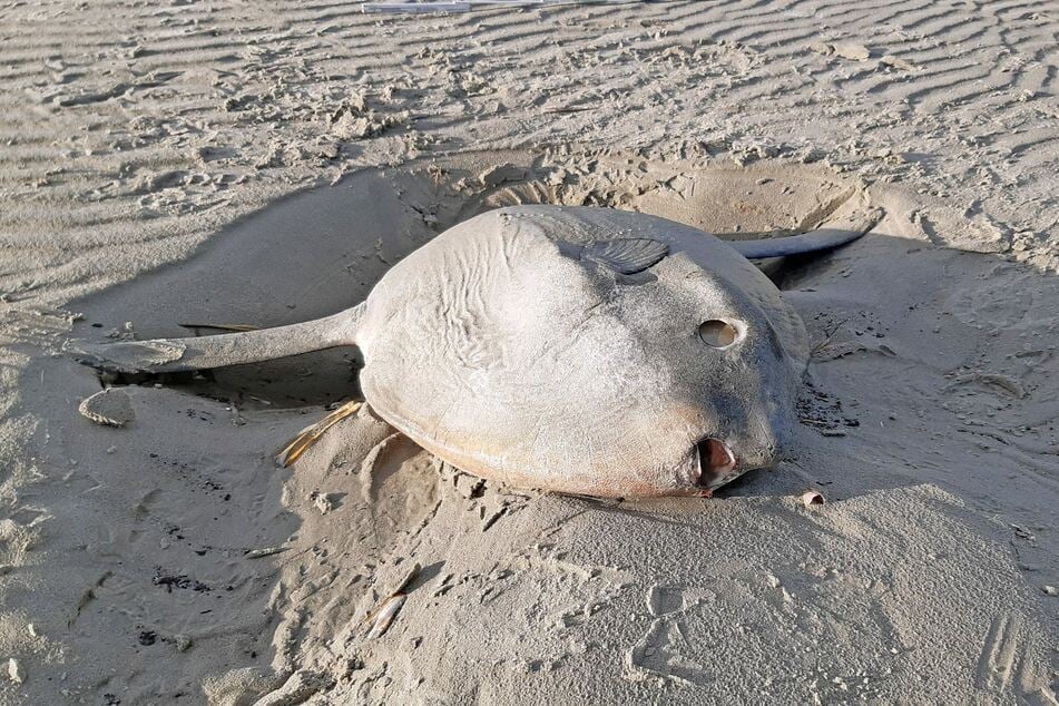Ein 80 Zentimeter langer Mondfisch liegt am Strand von Juist.