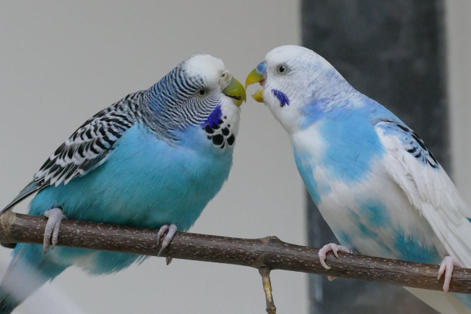 Die Wellensittiche Linda und Oscar sind ein Paar, das gemeinsam ein neues Zuhause sucht.