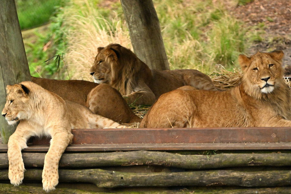 Five lions break loose and force zoo visitors to hide in toilets!