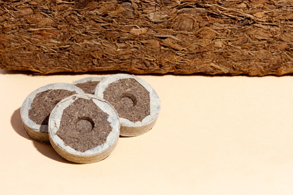 In diesen Kokos-Tabletten als Anzuchtsubstrat kann man aus Samen Keimlinge ziehen.