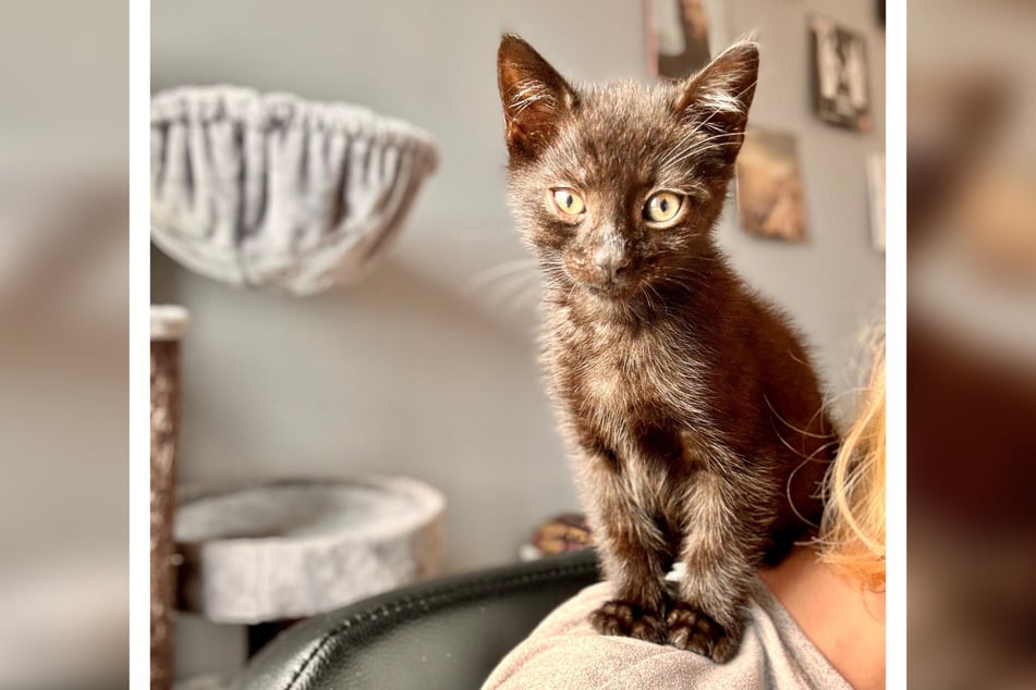 Derzeit ist der schwarze Kater in einer Pflegestelle untergebracht.