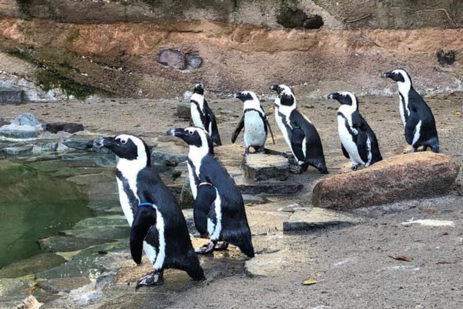 Circa 275.000 Gäste besuchten 2020 den Magdeburger Zoo, um Tiere wie diese Pinguine zu beobachten. Das waren ungefähr zwölf Prozent weniger als im Vorjahr.