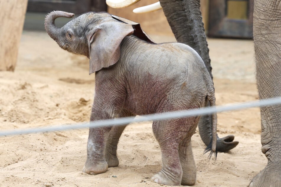 Sensationeller Neuzugang: Erstes Elefantenbaby im Zoo Magdeburg geboren