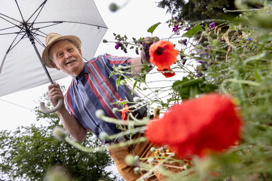Vogtland: Rentner lässt Hunderte Blumen blühen