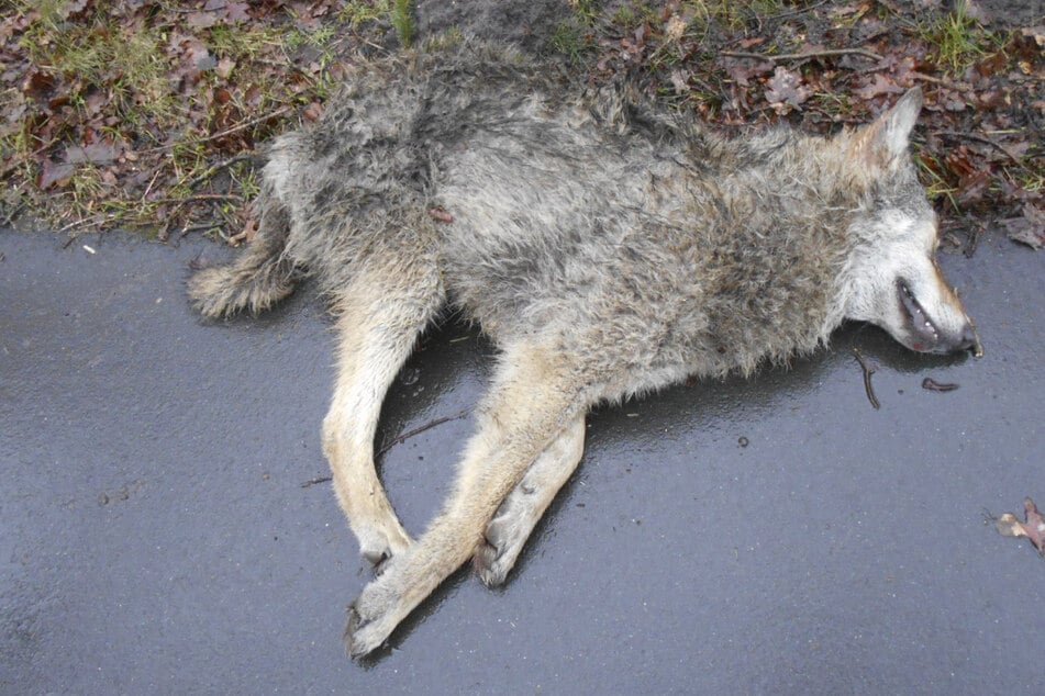Wölfe: Unfall auf Bundesstraße: Junger Wolf tödlich verletzt