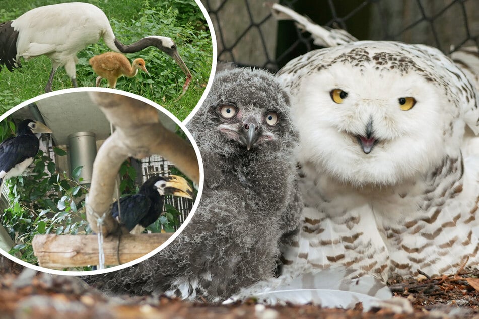 Nachwuchs bei bedrohten Arten: Zoo Hoyerswerda freut sich gleich dreifach