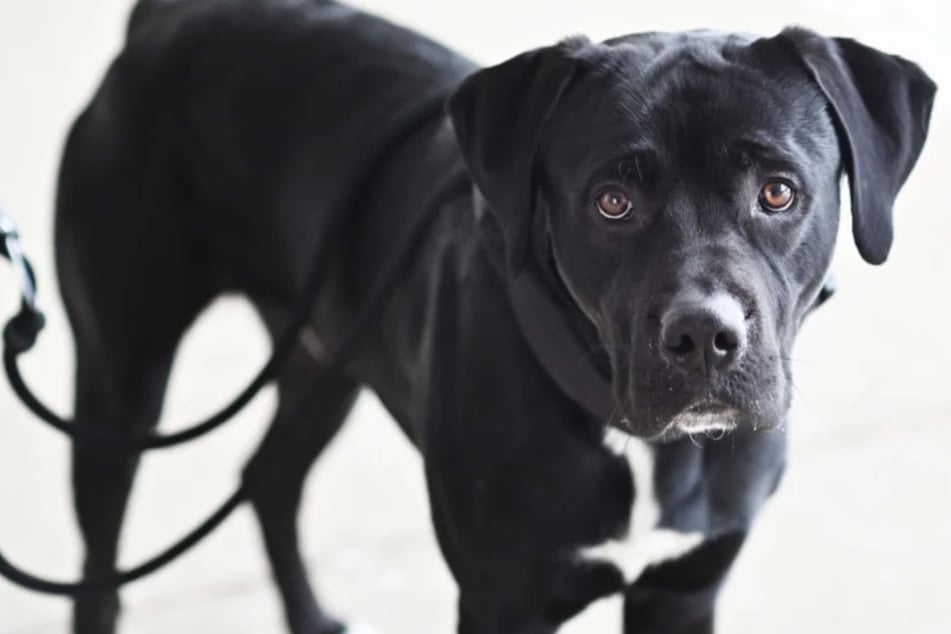 Kuschel-Hund mit Geschichte: Labrador-Mix Elvis sucht liebevolles Zuhause