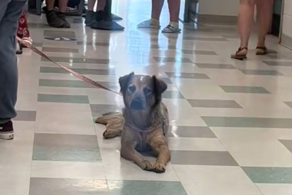 A video of a cheerful dog has gone viral as she sits in the lobby of the animal shelter, which has to euthanize animals every day.