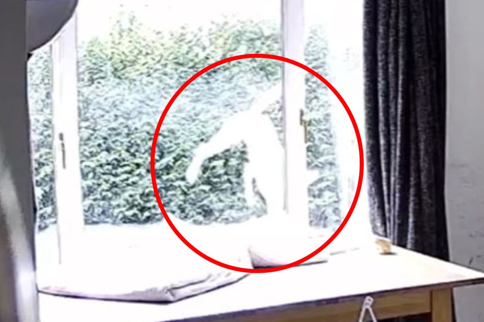 Unglaublich: Im Video ist zu sehen, wie Hündin Rudi draußen am Fenster vorbeifliegt. Sie ist aus dem oberen Stockwerk durchs offene Fenster in den Hof gesprungen.