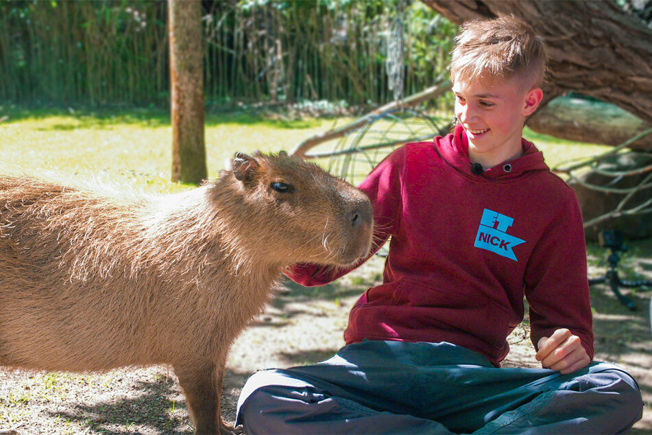 Nick (16) mit seinem Zoo-Liebling, dem südamerikanischen Wasserschwein.