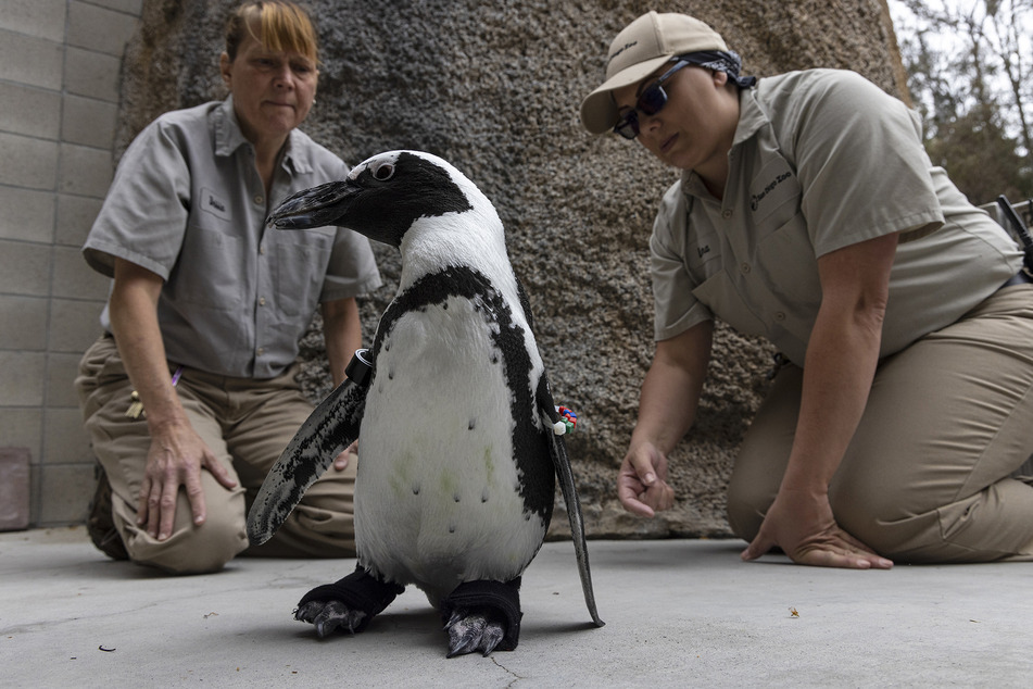 Lucas suffers from a degenerative condition called bumblefoot. But hopefully his new shoes will keep him a waddling.