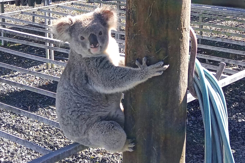 Claude ist süß wie jeder andere Koala auch. Allerdings hat es das flauschige Beuteltier auch faustdick hinter den Ohren.