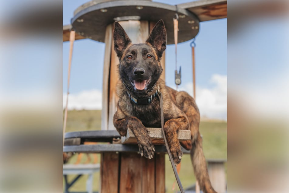 Svalinns sind intelligent und aufmerksam. Um ihre Sinne zu schärfen, durchlaufen die Hunde ein intensives Training.