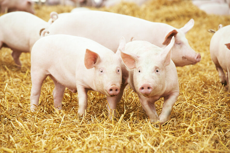 Thüringer Schweinehalter bekommen ihre schlachtreifen Tiere aktuell nur schwer los. (Symbolbild)