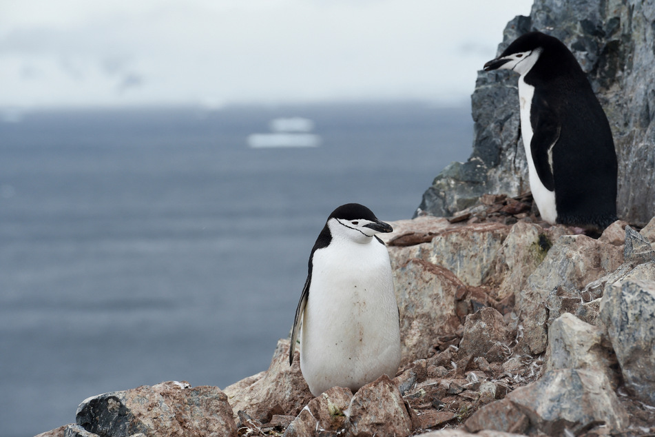 Penguin napping mayhem! New study reveals over 10,000 daily snoozes