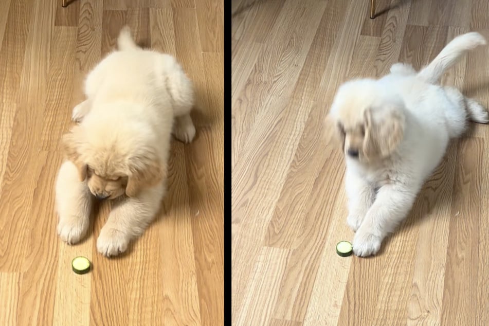 Welpe "Zebby" ist völlig entzückt von einem Gurkenstück.