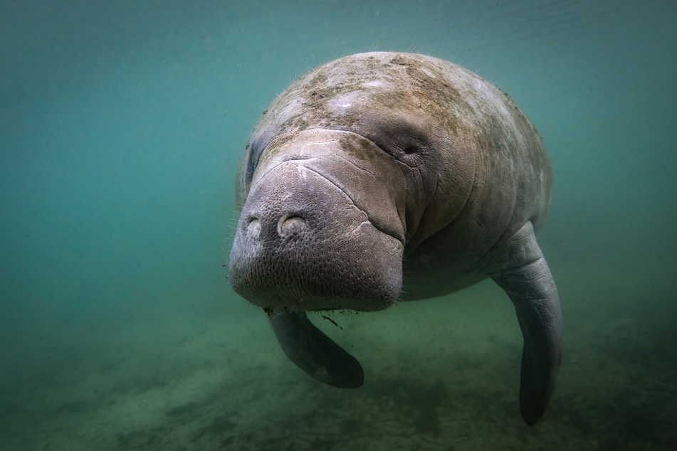 Many manatees in Florida are actively reliant on the warm waters produced around the base of coal-fueled power plants.