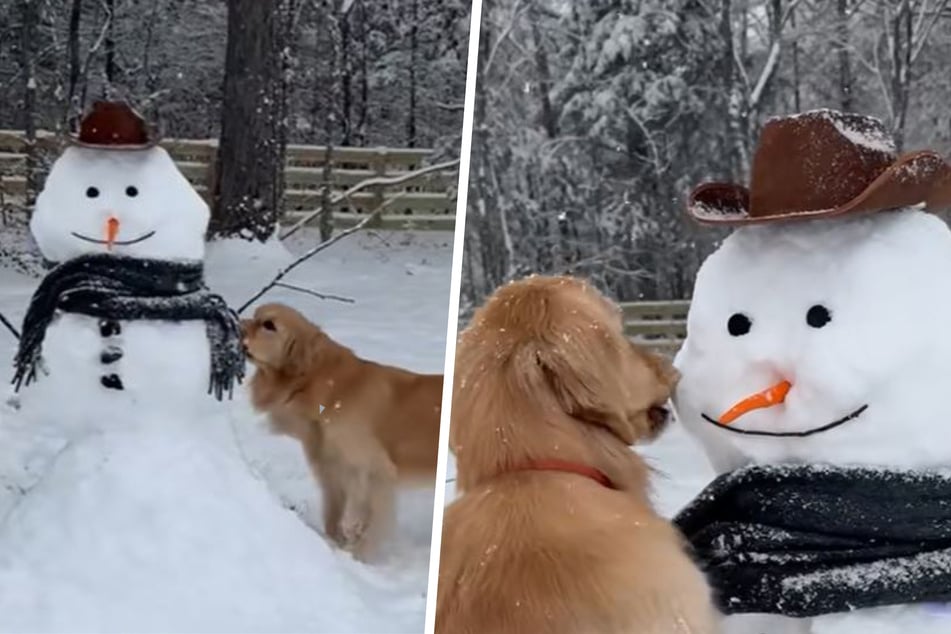 Dog meets happy snowman friend in adorable winter scene – then she chooses violence