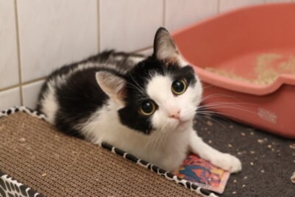 Pro Mutliče je těžké pochopit, proč znovu přišel o svůj domov a musel se vrátit do útulku.