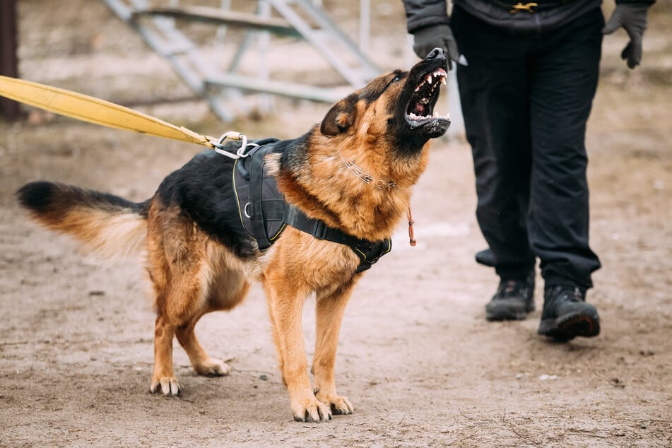 In Gommern wurde ein Mann (43) von einem Schäferhund gebissen. (Symbolfoto)