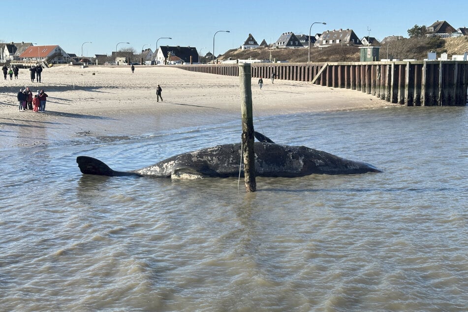 Muschelfischer haben den Walkadaver an den Strand geschleppt und gesichert.