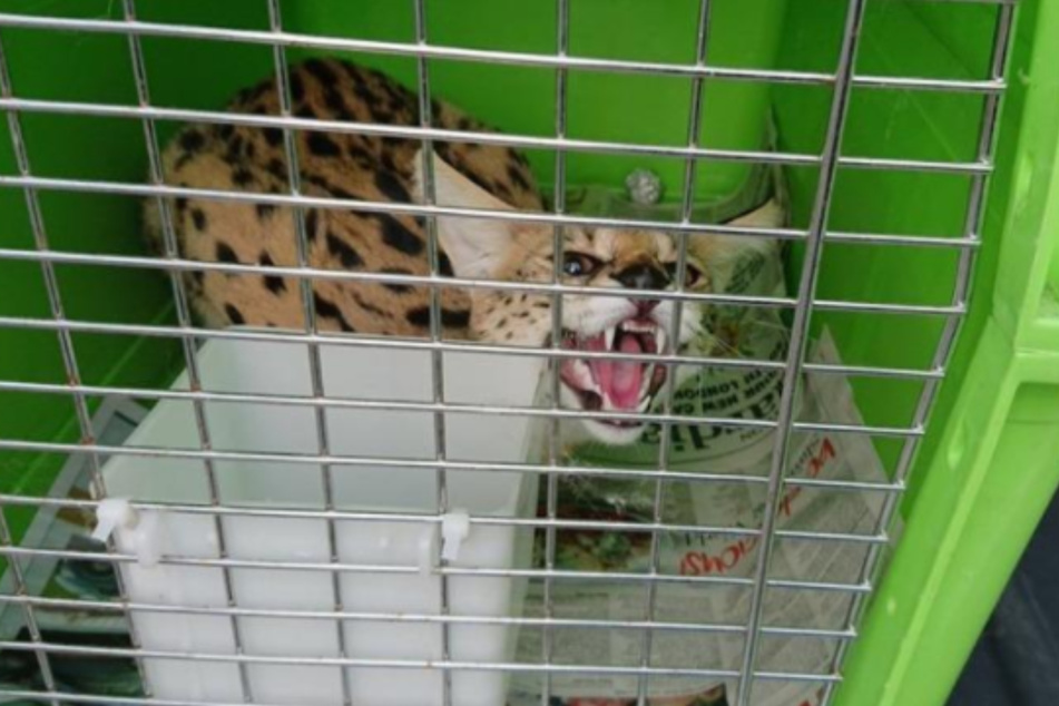 Der Serval zeigte seine gefährliche Seite, nachdem er beschlagnahmt wurde.
