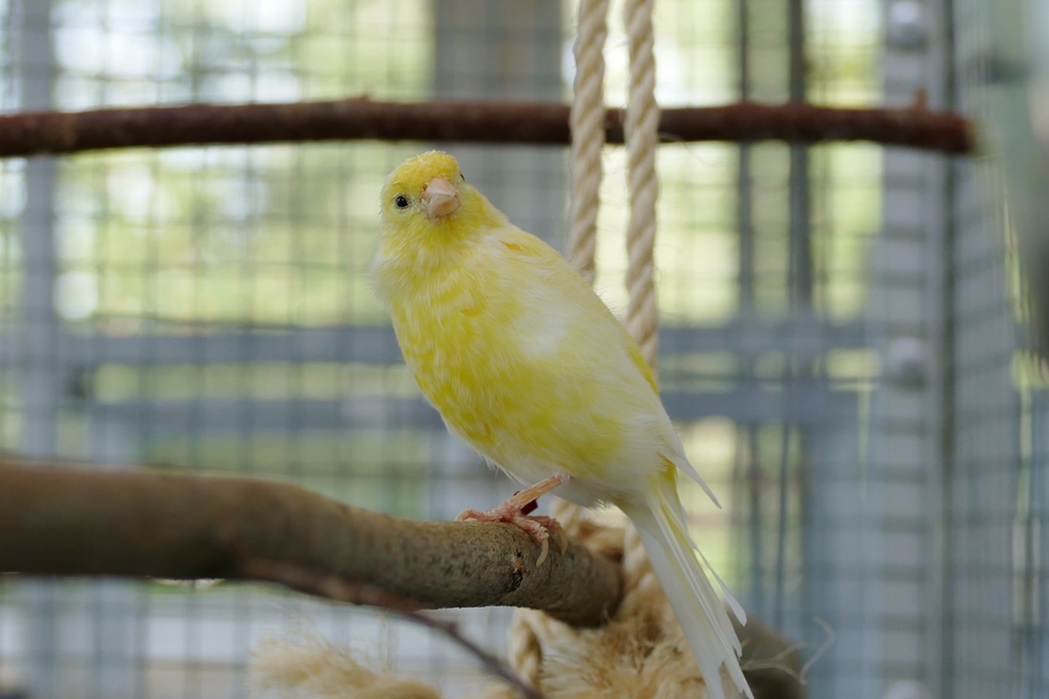 Kanarienvogel Mimo hofft auf ein Zuhause mit weiblicher Gesellschaft.