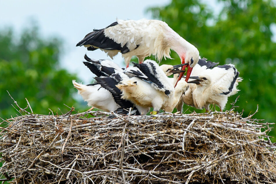 Ein Weißstorch füttert in seinem Nest auf dem Storchenhof seine Küken.