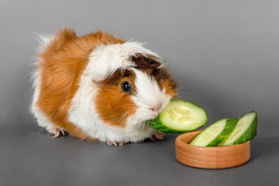 Meerschweine benötigen Vitamin-C-haltiges Futter, da sie dieses im Körper nicht selbst bilden.