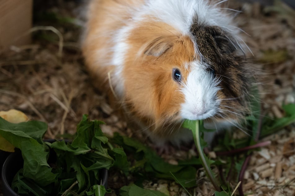 Nicht jedes Grünzeug eignet sich für die artgerechte Ernährung von Meerschweinen.