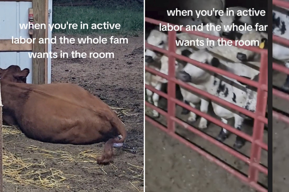 Cow giving birth leaves TikTok in stitches over eager animal family
