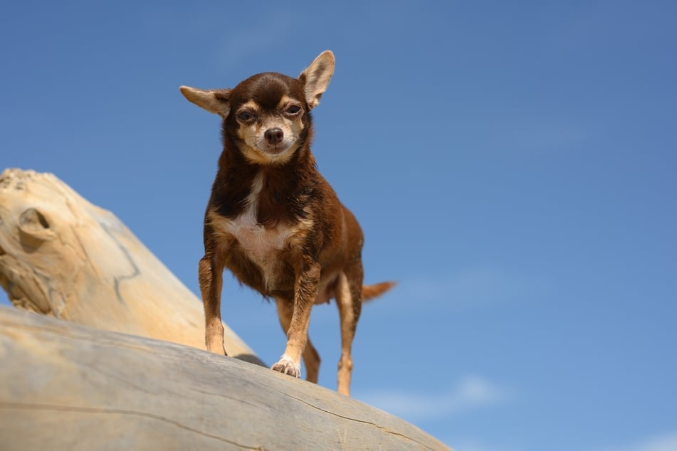 There are no purebred chihuahuas that are bigger than normal, only cross-breeds.