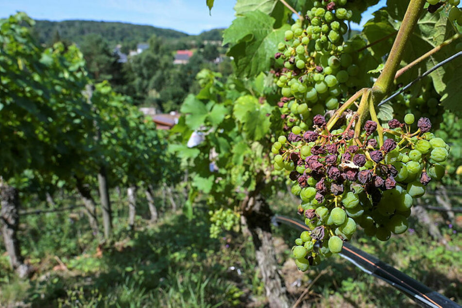 In der gut 1000 Jahre alten Weinbauregion Saale-Unstrut haben die Winzer schon viele Wetterkapriolen erlebt. Extreme Hitze und Trockenheit bereiten ihnen heute zunehmend Sorgen.