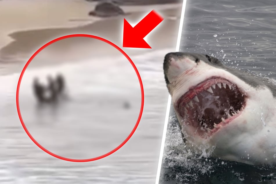 Blutiger Angriff: Teenager beim Schwimmen von Hai attackiert