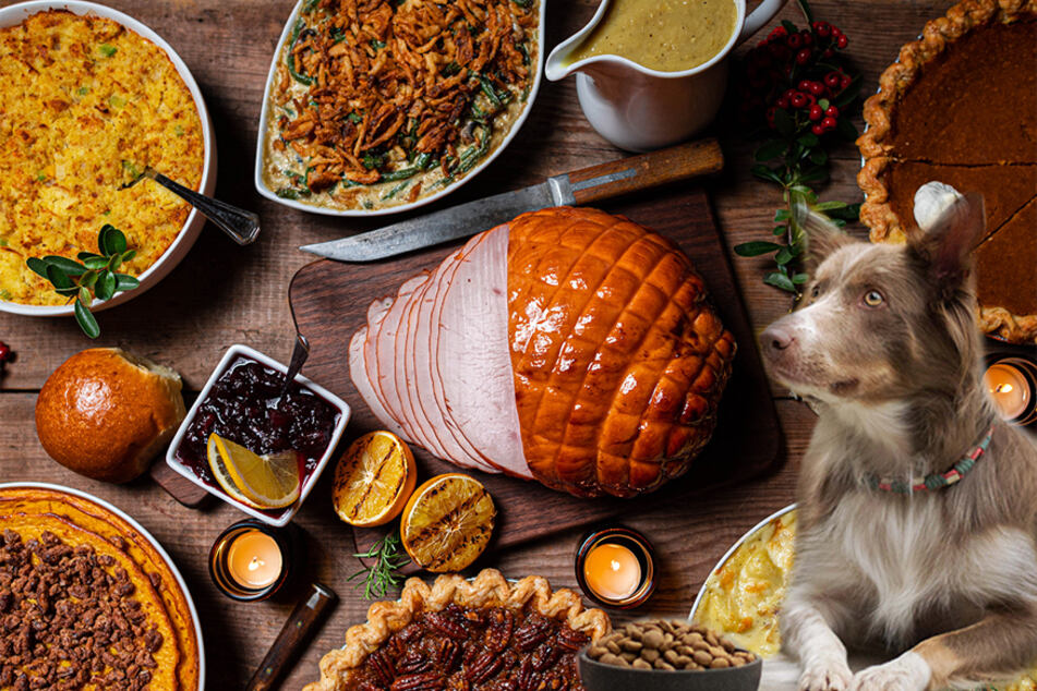 Thanksgiving foods that are dangerous for dogs