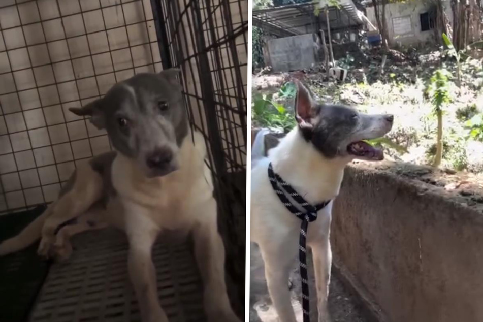 Hund spürt nach 15-jähriger Gefangenschaft das erste Mal Sonne im Gesicht: Seine Reaktion ist herzergreifend