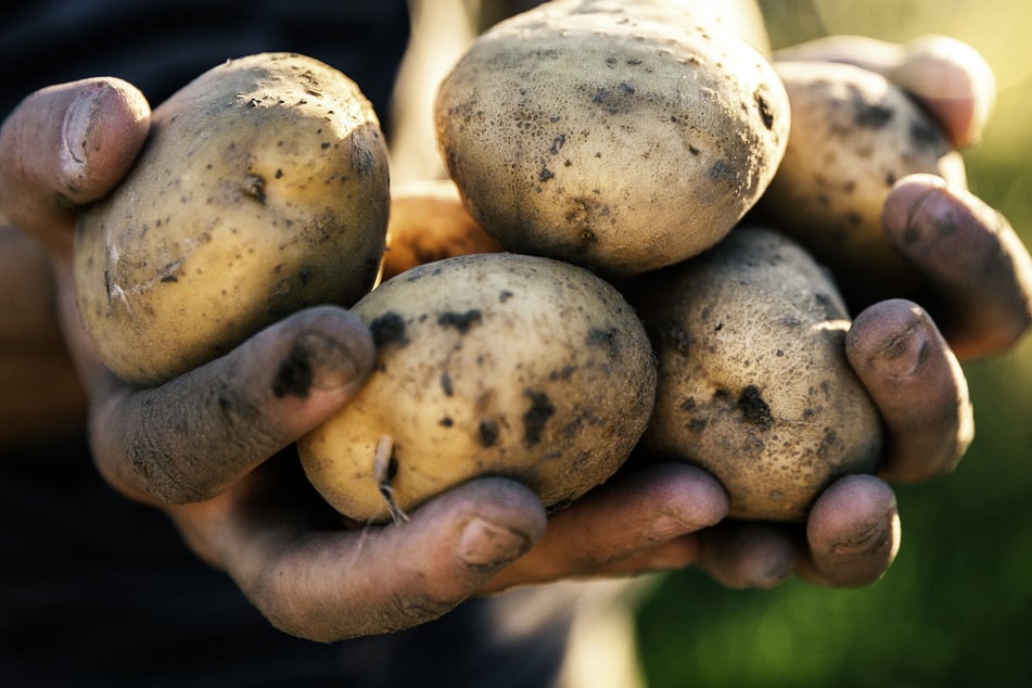 Viel Wissenswertes über Kartoffeln erfahrt Ihr auf dem "Sächsischen Kartoffelfest". (Symbolbild)