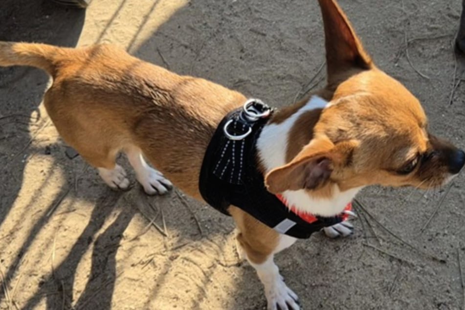 Die Mitarbeiterinnen und Mitarbeiter des Tierheims vermuten, dass der Chihuahua wegen der hohen Tierarzt-Kosten ausgesetzt wurde.