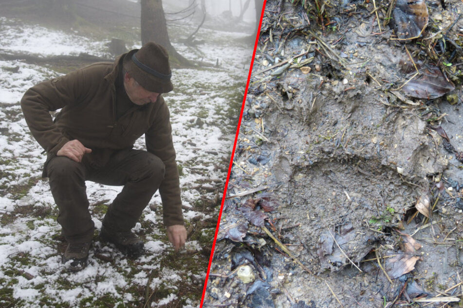 Sepp Hoheneder hat eine frische Bärenspur im Schlamm entdeckt.