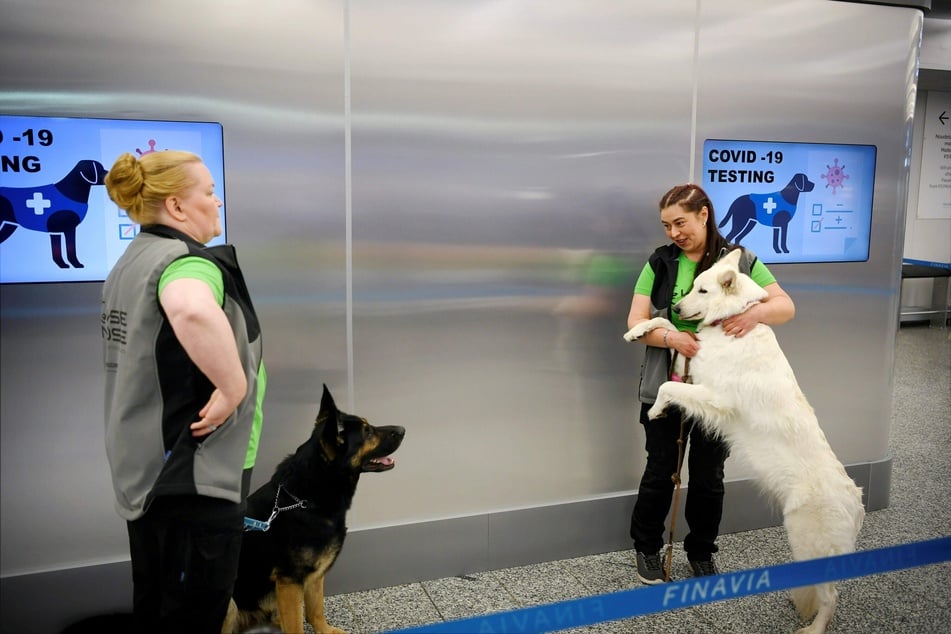 Die Spürhunde Valo (l) und E.T. stehen mit ihren Trainern während einer Pressekonferenz hinter einer Absperrung am Flughafen Helsinki-Vantaa.