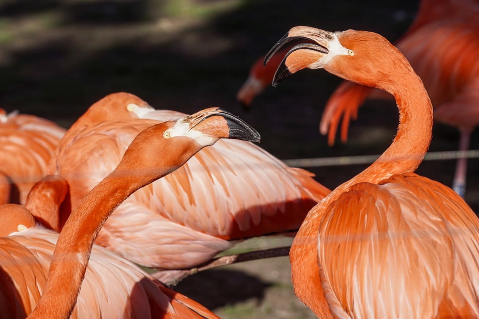 Forschern zufolge sind vor allem jene Flamingos bei der Balz erfolgreich, die beim Tanzen besonders viele verschiedene Positionen zeigen.