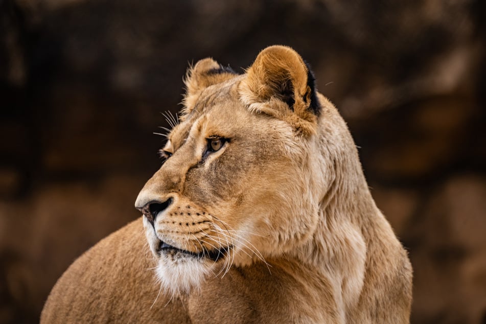 Viel zu jung musste Abaja (†13) schweren Herzens vom Zoo-Team eingeschläfert werden.