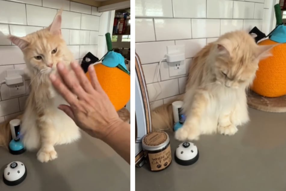 Clever cat: Rocco simply presses a table bell to get his snacks. He has even mastered the high-five.