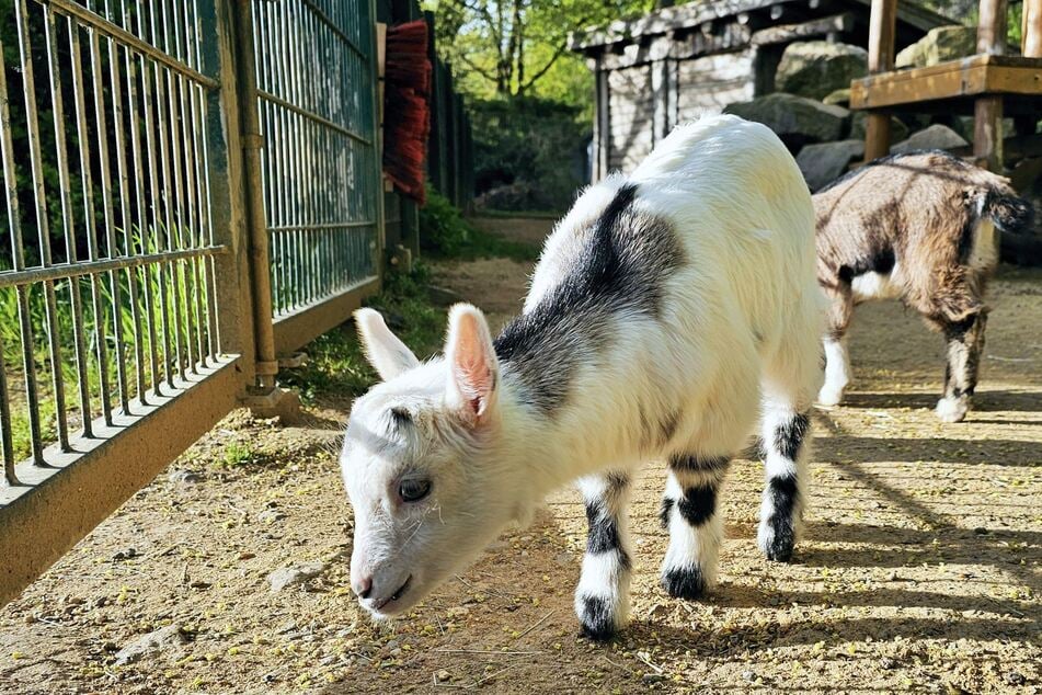 Der Ziegennachwuchs ist bereits auf großer Erkundungstour.