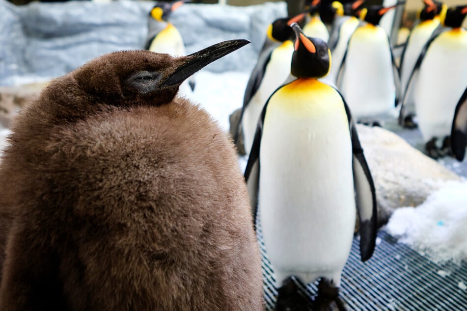 I visited the Aquarium in Melbourne in 2000 "Pesto" (l.) jetzt schon der largest Pinguin of all times.