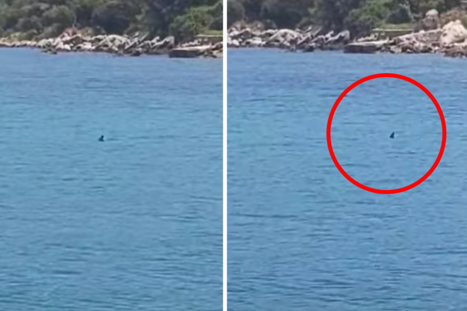 Dieser Hai verirrte sich nach Dubrovnik: Einheimische filmten das Spektakel.